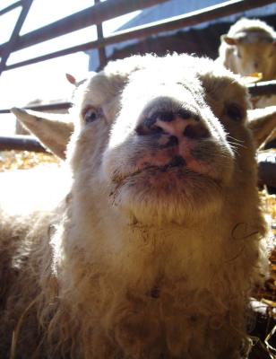 Silky Face Ewe Lamb in her dotage