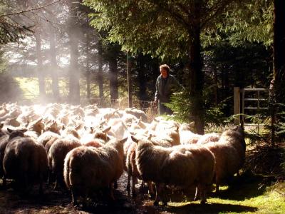 Steam sheep (photo by Marina)