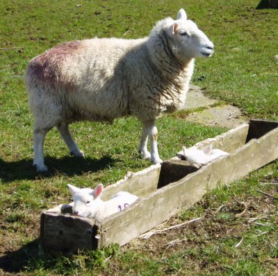 lambs in square troch