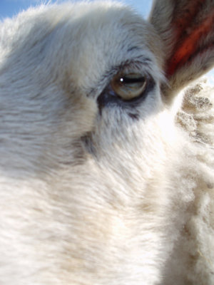 13 year old Fluffy sheep