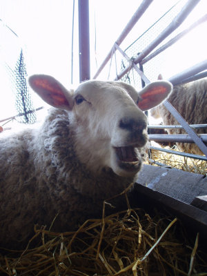 Lambing 2008