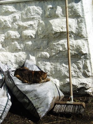 cat on a cold coal sack