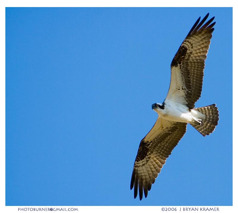 Osprey in flight
