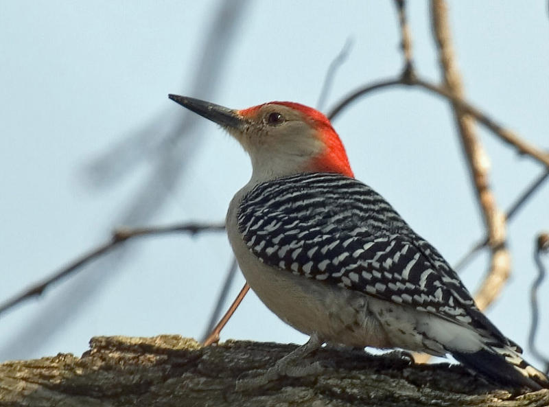 Red-bellied Woodpecker