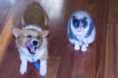 Odd Couple