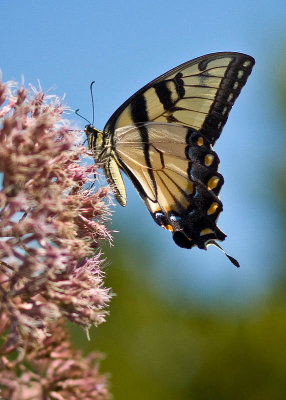 Eastern Tiger Swallowtail