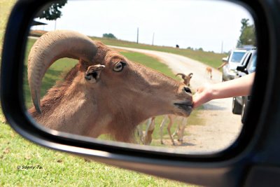 Lazy 5 Ranch
