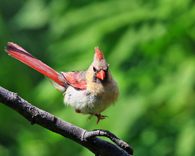 Suzettes jumping Cardinal