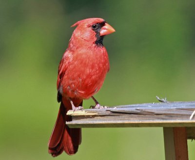  Male Cardinal