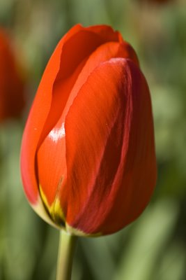 Joan's Tulip