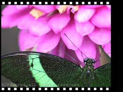 Natures Palette - Flutterby and Flower