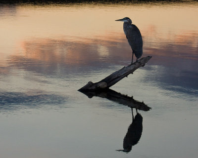 Great Blue Heron