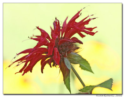 Vivid Bee Balm.jpg