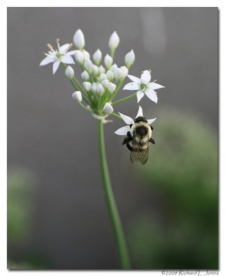 Bee on a garlic chive.jpg