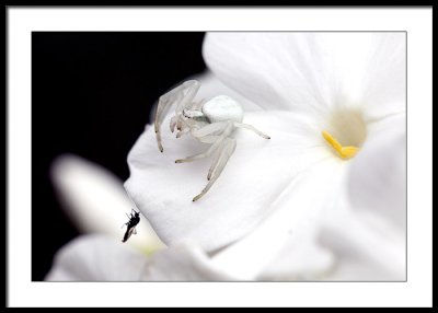 Crab spider and lunch...