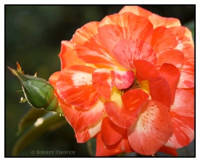 Vivid Colors of a Rose