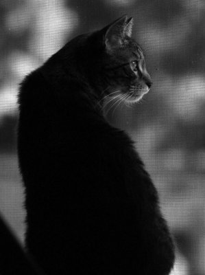 g3/95/398095/3/102281420.txYE9NKL.jpg