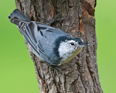  Nuthatch