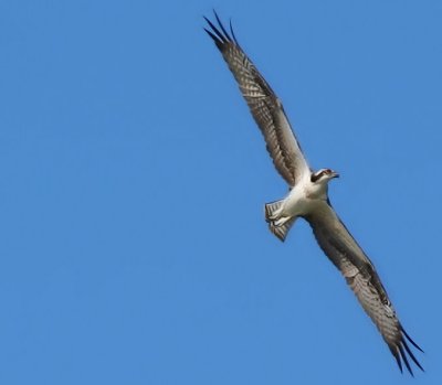 Osprey