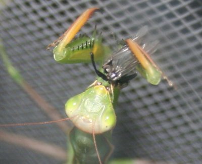 Praying Mantis eating dinner