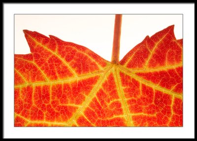 Backlit leaf...