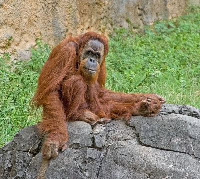 Orangutan