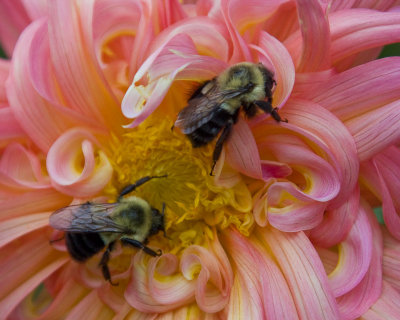 Bumblebees on Dahlia