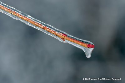 Trapped at the End of Limb