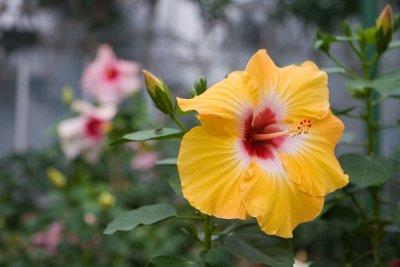 Longwood Gardens Flowers