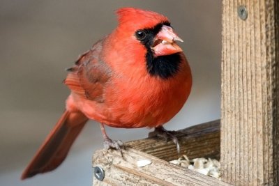 Male Cardinal - Broken Beak