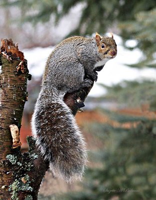  Gray Squirrel