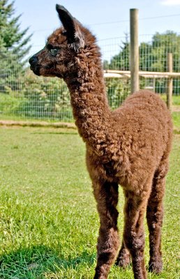 Alpaca