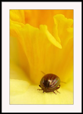 Faberg beetle...