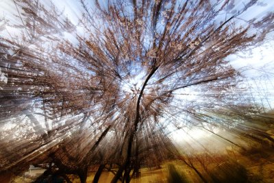 Apricot blossoms