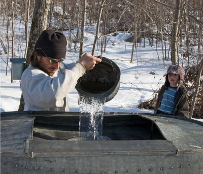 Maple Syrup - Gathering the Sap