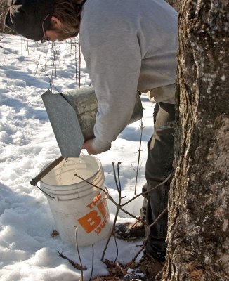 Maple Syrup - Gathering the Sap