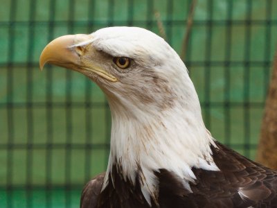 Hali the Rescue Eagle