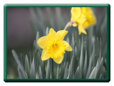 Daffodil One copy.jpg