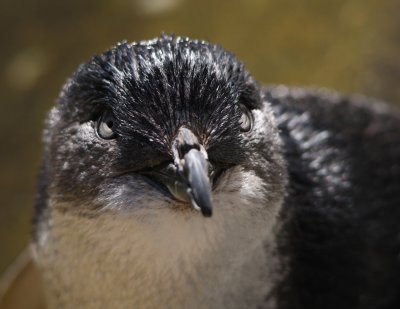 Little blue penguin