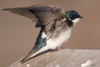 Tree Swallow