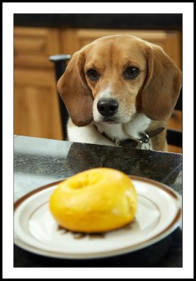 Beagle with bagel