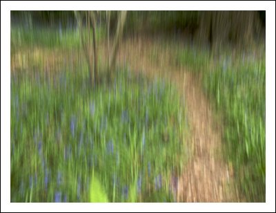 Woodland Path through Bluebells