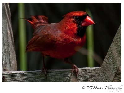 Mr. Red, The Backyard Bird