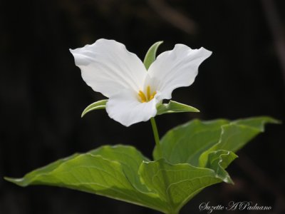WhiteTrillium in the Woods