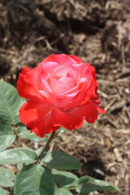 Red Huntington Rose.jpg