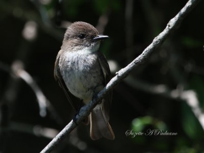 Flycatcher