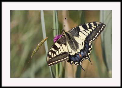 Swallowtail butterfly...