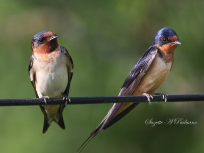  Barn swallows