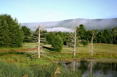 Griggs Pond in Summer