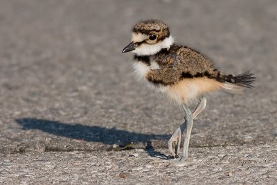 Killdeer Chick